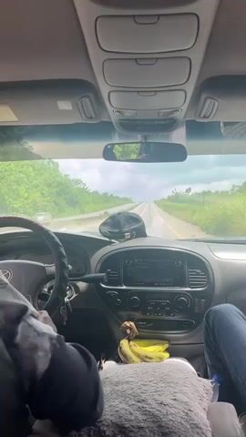 The video captures a first-person perspective from inside a moving car. The view is towards the front windshield, showing a long, straight road ahead with green vegetation on both sides under a cloudy sky. Inside the car, the driver's left arm and torso are visible on the left, and the passenger's legs are visible on the right. A black baseball cap rests on the dashboard, with a bunch of bananas and a gray fluffy pillow below it. The car's dashboard and steering wheel are also visible.