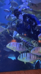 Diver performs in aquarium tank at Bali resort