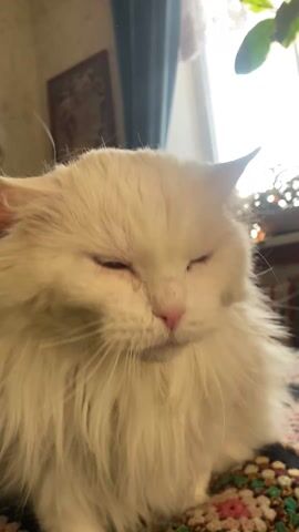 The video shows a long-haired, white cat sitting on a multicolored crocheted blanket. The cat's eyes are a light yellow-green and it has a pink nose. In the background, there is a window with a blue curtain, a plant on a table, and a framed picture on the wall. The cat is looking downwards and slightly to the left. It meows at the beginning of the video.
