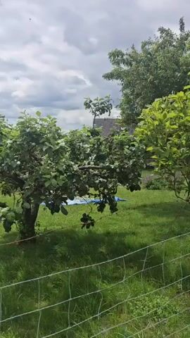 The video shows a yard with trees and grass. In the foreground, there is a wire fence. In the background, there are buildings and fields. The sky is cloudy. The camera pans across the scene.