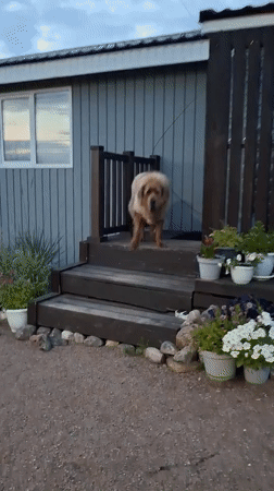 Backyard fire and a fluffy dog at dusk in Kempelevo