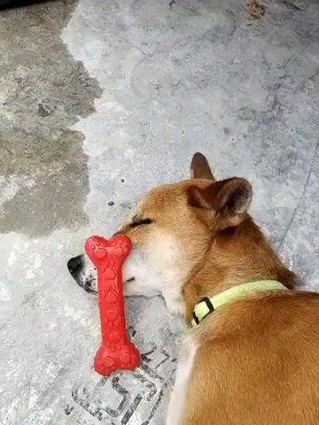 A dog is lying on a concrete surface with its eyes closed and a red bone-shaped chew toy resting on its nose. The dog has brown and white fur and is wearing a light green collar. The concrete surface appears wet in some areas, suggesting it may have been recently cleaned or rained on. A hand enters the frame briefly from the bottom left corner, but does not interact with the dog or the toy. The video is short and appears to be a close-up shot of the dog.