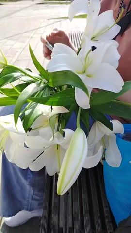 A close-up shot of a bouquet of white lilies is presented. The lilies are large and in bloom, with some buds still closed. The petals are white with delicate green veins, and the stamens are yellow. The leaves are a vibrant green. The bouquet is held by a person, whose arm and legs, wearing blue jeans, are visible in the shot. The person appears to be holding a smartphone in their hand. The background is out of focus but suggests an outdoor setting, possibly a park or street, with paved ground and some buildings visible in the distance. The lighting suggests it is daytime. The camera is positioned slightly above the flowers, looking down at them.