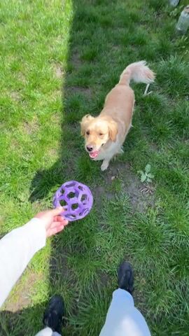 A short video shows a person holding a purple ball with a geometric pattern in their hand, then throwing it to a golden retriever in a grassy backyard. The dog chases after the ball and picks it up in its mouth. The yard is enclosed by a wooden fence, and a brick building and bare trees are visible in the background. The day appears sunny.