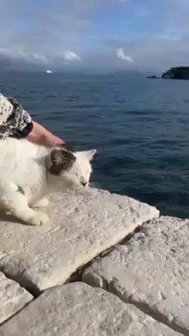 A white cat sits on a stone wall beside the ocean. A person wearing a black and white sweater pets the cat on its head. The ocean stretches out to the horizon, where a ship and an island can be seen. The sky is blue with some scattered clouds.