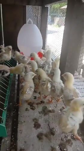 Chick farming and paperwork on a quiet Acehnese morning