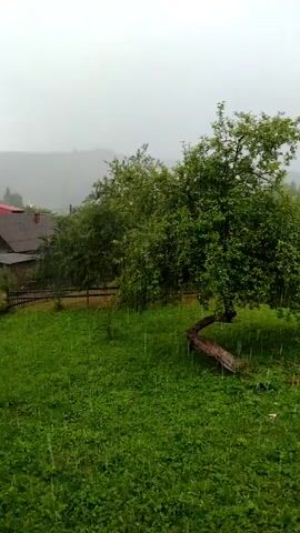 The video captures a rural scene in Nyzhnia Rozhanka, Ukraine, during a rain shower. The focus is on a green, grassy field with a distinctive, contorted tree in the foreground. Behind the tree, a weathered wooden barn with a dark roof and visible wooden planks stands. A wooden fence runs along the edge of the field, separating it from what appears to be more cultivated land or a pathway. In the background, rolling hills are visible, dotted with more trees and houses, suggesting a village or hamlet nestled in the countryside. The sky is overcast, indicating the rainy weather, and the rain itself is visible as streaks falling across the scene. The overall mood is tranquil and slightly melancholic, characteristic of a rainy day in a natural landscape. There is no visible text in the media file.