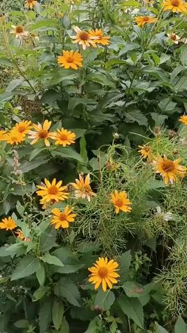 The video pans across a patch of wild flowers, predominantly yellow and white cosmos, interspersed with taller yellow daisy-like flowers. The flowers are in various stages of bloom, with some appearing wilted. Green foliage forms a dense backdrop. In the background, a white sedan is parked on a dirt or gravel area, partially obscured by the vegetation. A building with an orange and blue section is visible to the right of the car. A swing set with red supports is also present in the background. The overall environment appears to be an outdoor, somewhat unkempt area.