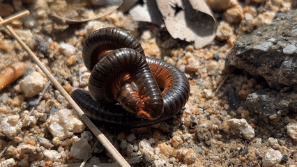 Millipedes filmed mating on forest floor in Koh Phangan