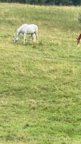 The video shows a grassy field with two horses. One horse is white and is grazing in the center of the frame. Another horse is brown and is grazing to the right of the white horse. The background consists of trees and bushes. The sky is overcast.