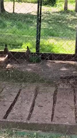 A video shows a group of dark-feathered birds, possibly pheasants or chickens, inside a fenced enclosure. The enclosure appears to be an outdoor pen with a dirt floor and wooden beams. Sunlight filters through trees in the background, suggesting it is daytime and outdoors. The birds are seen walking around within the pen.