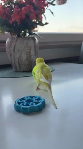 A yellow budgie is standing on a white surface next to a blue chew toy. Behind the budgie and toy, a vase of red and pink flowers is on a green placemat. In the background, a window overlooks a blurry outdoor scene. The budgie turns its head, then its body, and moves slightly.