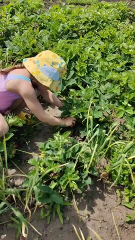 A young child wearing a yellow sun hat and a pink and blue swimsuit kneels in a garden, picking strawberries. The child is surrounded by green strawberry plants and some weeds. In the foreground, a hand holds three ripe strawberries. The overall scene suggests a warm, sunny day spent harvesting fruit outdoors.