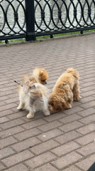 Two dogs socialize on brick walkway in Khimki