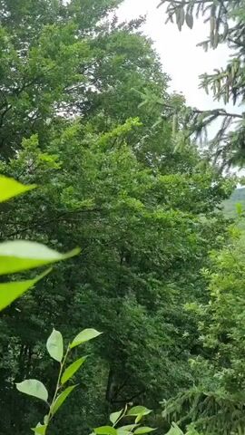 A vertical video shows a lush forest canopy under an overcast sky. Dense green foliage from deciduous trees dominates the left and center of the frame, with lighter green leaves visible in the foreground on the left. To the right, coniferous branches with long, slender catkins extend into the frame, suggesting a mix of tree species. The overall impression is one of natural, undisturbed woodland.
