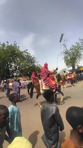 The video captures a lively procession on a street, likely a cultural event or festival.  Multiple people are present, with many dressed in traditional attire. The focus is on several horses adorned with ornate coverings and riders clad in red and gold robes.  Some individuals are carrying drums or other instruments, suggesting a musical element to the procession.  Many people are walking alongside the horses. The environment consists of a paved street lined with trees and buildings. The sky is overcast.