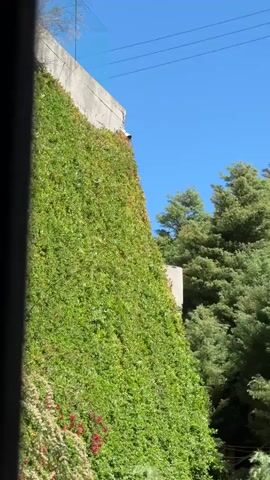The video shows a view of trees and a building covered in ivy under a blue sky. The camera pans from left to right, showing the ivy-covered building, then focusing on the lush green trees. There's a tall antenna visible among the trees. The video then shows the same view framed by a small window from inside a dark room.