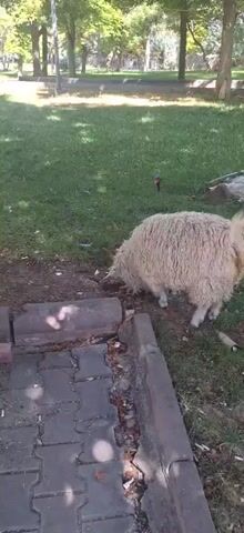 A fluffy white sheep or goat stands on a grassy area, facing away from the camera and lowering its head as if to graze or investigate something on the ground. In the foreground, there is a paved area with interlocking rectangular stones, some of which are chipped or broken, and scattered leaves and debris. Behind the animal, the grass continues, with fallen leaves and a small orange sprinkler head visible. Further in the background, trees with green foliage line the edge of the grassy area, casting shadows on the ground, suggesting an outdoor park or yard setting under sunlight. The overall lighting indicates daytime.