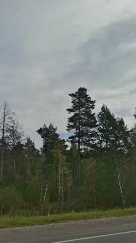 The video shows a view of trees from a moving vehicle. The trees appear to be a mix of deciduous and coniferous species, with some taller pines and smaller birches visible. The sky is overcast with clouds. The ground in the foreground is a paved surface, likely a road, with a grassy verge. The camera is panning slightly to the right, indicating movement. The overall impression is a drive through a wooded area.