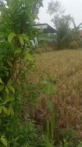 The video shows an outdoor scene with dense vegetation in the foreground and a harvested rice field in the background. Several buildings, including a house and a structure with a metal roof, are visible beyond the field. The sky is overcast. The camera appears to be handheld and is moving slightly, giving a shaky perspective.