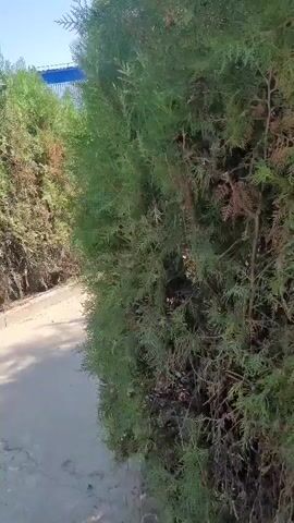 The video shows a narrow pathway next to a hedge of green coniferous trees. In the background, there is a glimpse of a blue structure possibly part of a building or an advertisement. The sun is shining, casting shadows on the path. There is no activity visible.