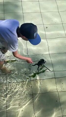 In Sosnoviy Bor, Russia, a young person wearing a white t-shirt and a blue baseball cap is interacting with a frog in a shallow body of water. The water appears to be a pool or a similar man-made structure, indicated by the tiled bottom and visible grid lines beneath the surface. The water is clear and reflects sunlight, creating dappled patterns on the tiles.

The person is holding a thin branch with leaves, using it to gently prod or guide a black frog in the water. The frog is dark-colored and appears to be swimming or resting on the surface, with its limbs visible. At one point, the frog is submerged, creating bubbles in the water. The person's focus is entirely on the frog, suggesting an activity of observation or playful interaction.

The lighting suggests it is daytime, likely sunny, given the bright reflections. The environment appears to be outdoors, possibly a garden or a recreational area with a water feature. There are no visible signs of text in the media file. The overall mood seems to be one of quiet curiosity and gentle engagement with nature.