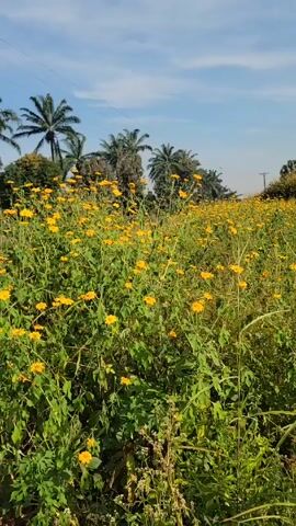 The video shows a field full of yellow flowers under a blue sky with scattered clouds. Palm trees are visible in the background. The flowers are densely packed and appear to be in full bloom. Some taller grasses and weeds are interspersed among the flowers. The scene is bright and sunny.
