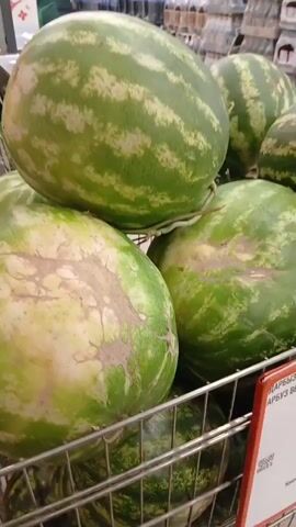 A close-up video begins with a view of several large watermelons piled in a metal display basket in what appears to be a grocery store. The camera then pans to the right, showing more watermelons in the basket, and then further right to a display of bananas. The camera continues to pan right, revealing more bananas and then a display of pineapples, some of which are covered in protective netting. The video ends with a close-up view of the pineapples and bananas. The environment is a well-lit supermarket produce section. No people are clearly visible in the video, and no actions or interactions are depicted.