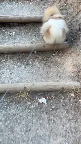 A small, fluffy dog with light brown and white fur walks up a set of outdoor wooden steps. The dog is wearing a light-colored harness. The steps are made of rough wood and are set into a dirt and gravel path. In the background, there is a wooden fence, a gravel parking area, and several cars. The overall environment appears to be outdoors in a somewhat rural or park-like setting. The video is shot from a slightly elevated perspective, looking down at the dog and the steps.