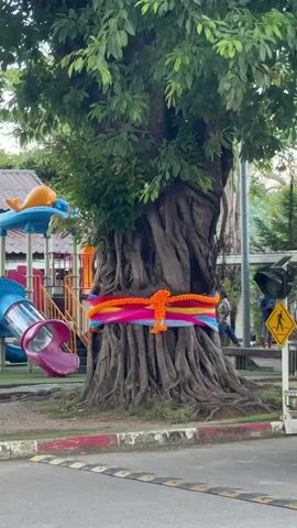 The video shows a large tree with a colorful cloth wrapped around its trunk. In the background, there is a playground with a slide and other equipment. A black car is driving past the tree, and a white truck is also visible in the distance. The sky is cloudy.