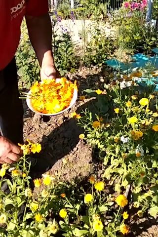 A person in a red shirt and dark pants is in a garden, picking bright yellow flowers. They are holding a white bowl filled with the same yellow flowers and are placing more flowers into the bowl. The garden has dirt ground and many of the yellow flowers are growing.