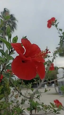 A close-up shot focuses on a vibrant red hibiscus flower in the foreground. The flower's petals are fully open, revealing its stamen and pistil. Several green leaves and buds surround the bloom, attached to a thin branch. In the background, other red hibiscus flowers are visible, slightly out of focus, with one in particular forming an arching shape above the main subject. Palm trees with their fronds swaying gently can be seen further in the background, suggesting an outdoor environment. The sky is overcast, with a muted gray hue. The overall scene is one of natural beauty, with the striking red of the hibiscus flowers contrasting against the subdued background.