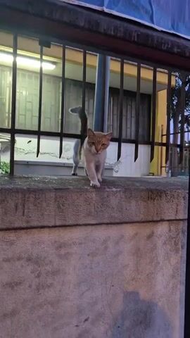 A ginger and white cat stands on a concrete ledge, looking at the camera. The cat is a medium build with short fur. Its tail is slightly raised and curved. Behind the cat is a black metal fence, and behind the fence is a building with windows and lights. The building appears to be a residential or commercial structure. The lighting suggests it is dusk or evening. The overall scene is an outdoor urban environment.