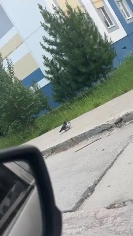 Two pigeons are on a paved surface near a grassy area and a building with blue and white siding. One pigeon, mostly grey and black, is facing to the left, while the other pigeon, which appears to be white with grey markings, is facing the right. They are close together, with the grey pigeon's wing slightly extended. A small, reddish object, possibly food or debris, is on the ground near the white pigeon. The scene appears to be outdoors during the daytime, with a bright sky and green vegetation suggesting pleasant weather. The paved surface has visible lines and a curb. A portion of a car's side mirror is visible in the foreground, suggesting the footage was taken from a vehicle. No text is visible in the media.