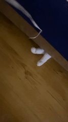 Cats playing with strings and a laser pointer at home