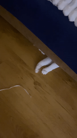 Cats playing with strings and a laser pointer at home