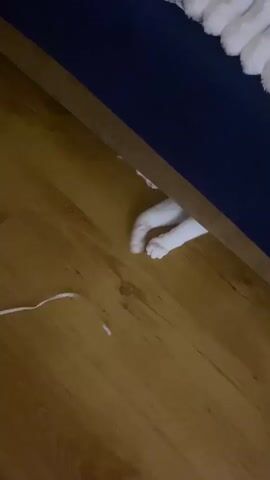 A white cat's paws are visible as it plays with a white string under a dark blue object. The cat's paws are white with pink paw pads. The string is thin and white and is being manipulated by the cat's front paws. The floor is made of light brown wood. The scene is lit with a dim light source.