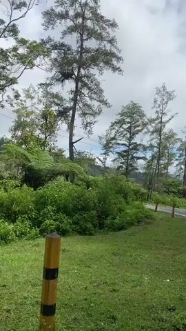 This video shows a rural road winding through a lush green landscape. The road is paved and appears wet, suggesting recent rain. Yellow and black striped posts line the edge of the road, indicating a potential hazard or boundary. Tall trees with sparse foliage and dense green bushes surround the road, creating a natural, untamed environment. The sky is cloudy with patches of blue, and a distant hill is visible in the background. The camera appears to be moving, likely from a vehicle, as it captures the scenery in a panoramic view. No people or animals are visible in the video. The overall impression is one of a peaceful, natural setting, possibly a scenic drive through a mountainous or hilly region.