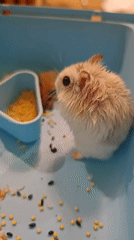 Hamster eats and runs the wheel in a Novy Urengoy cage