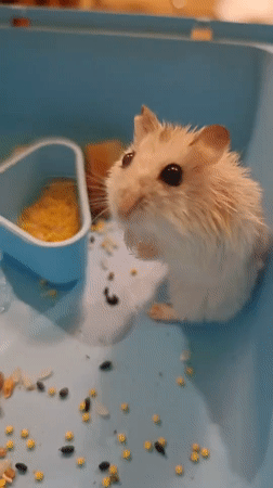 Hamster eats and runs the wheel in a Novy Urengoy cage