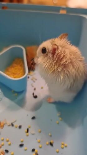 Hamster eats and runs the wheel in a Novy Urengoy cage