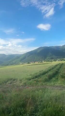The video captures a dynamic, eye-level view of a rural landscape in Rozino, Bulgaria, filmed from a moving perspective. The scene is dominated by vast, cultivated green fields arranged in neat rows, stretching towards a distant village nestled at the base of lush, tree-covered mountains. The sky above is a vibrant blue with scattered white clouds, indicating clear, sunny weather. In the foreground of the initial frames, a dirt track with a small puddle is visible. As the camera moves, an old, somewhat derelict building with broken windows comes into view on the left side, partially obscured by overgrown vegetation. Overhead wires are briefly visible towards the end of the clip. No people or animals are present, emphasizing the serene and expansive natural environment.