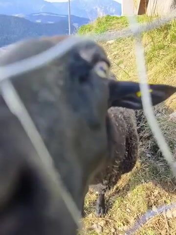 The video shows a close-up of a black sheep behind a wire fence. The sheep is in a grassy, hilly area with some trees and buildings in the background. The sheep has yellow and blue tags on its ears. The camera is positioned very close to the fence, with the wire mesh in the foreground. The sheep appears to be looking at the camera. The footage is shaky, suggesting it was taken by hand.