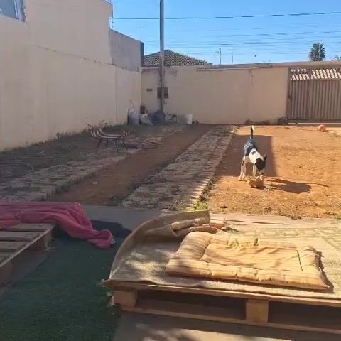 A black and white dog is playing with a yellow toy in a backyard. The dog is in the middle of the frame, and the toy is in its mouth. The backyard is mostly dirt, with a few patches of grass. There is a fence in the background, and a house on the left side of the frame. The sky is blue and clear.