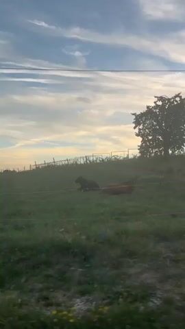 The video opens with a shot of a green hillside under a cloudy blue sky. A black cow is visible grazing on the hillside. The camera then pans to the right, revealing more of the green hillside with fence posts and wires. The sky is filled with streaks of white and light orange clouds, suggesting it might be dawn or dusk. The video continues to pan right, showing a wider view of the landscape. Then, the perspective shifts to being inside a vehicle, looking out the window. A black cow is seen grazing in a field next to a road. The car appears to be moving slowly. Several more black cows are visible in the field further away, near a treeline. A utility pole stands in the field. The video ends with a shot of the cows grazing in the field.