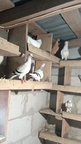This is a video clip showing several pigeons inside a dovecote. The dovecote appears to be constructed of wood and is set against a wall made of concrete blocks. The pigeons are of various colors, including white, grey, and tan. Some are perched on wooden shelves, while others are in the compartments of the dovecote. One pigeon is seen in flight near the center of the frame, its wings extended. The lighting suggests it is daytime, though the exact time of day is not determinable. The overall setting appears to be rustic, with visible signs of bird droppings on the shelves, indicating a working dovecote. There is no visible text in the video. The location is specified as Zakrzewo-Kopijki, Poland.