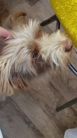 A person's hand reaches down to pet a small, light brown furry dog with dark eyes. The dog is looking up at the person. The dog is on a wooden floor, and a yellow fuzzy object is next to it.