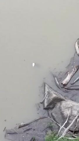 A top-down view shows a small, white, seemingly lifeless fish floating in murky, grayish-brown water. The fish is partially submerged and appears to be dead. Along the right and bottom edges of the frame, the water's edge is visible, revealing several large rocks, fallen branches, and other natural debris on the bank or submerged near the shore. The water appears still, with no visible current. The scene depicts a natural body of water, possibly a river or lake, with a somewhat cluttered shoreline.