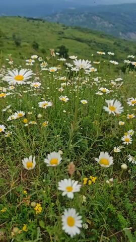 A close-up shot shows a field of daisies and other wildflowers, with green hills and mountains in the background under a cloudy sky.