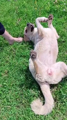 A light-colored dog is rolling around on its back in a grassy area. The dog is happy and excited, wagging its tail and looking at the camera. A person's hand then pets the dog's back as it stands up. The dog is in a field of green grass with some small flowers. The sun is shining brightly.